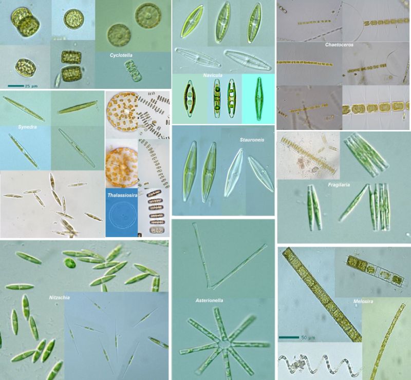 tao-khue-trong-ao-nuoi-tom-4