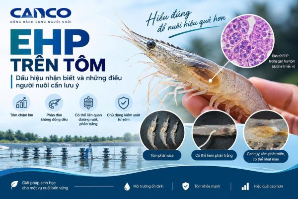 EHP trên tôm: dấu hiệu nhận biết và những điều người nuôi cần lưu ý