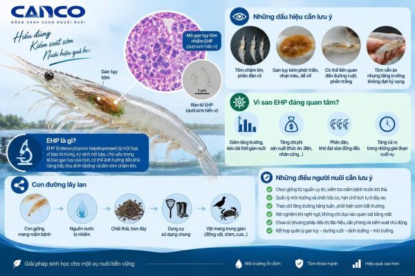 EHP trên tôm và các dấu hiệu, đường lây lan cần lưu ý