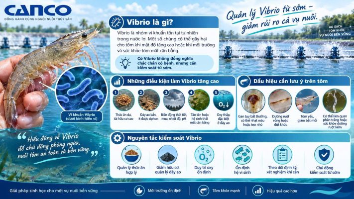 Vibrio trong ao nuôi tôm: nguyên nhân và cách kiểm soát từ sớm