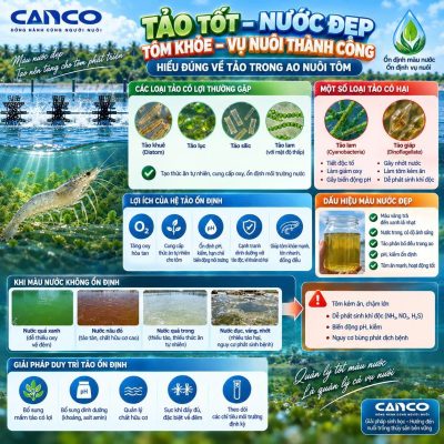 Màu nước ao nuôi tôm và cách duy trì hệ tảo ổn định