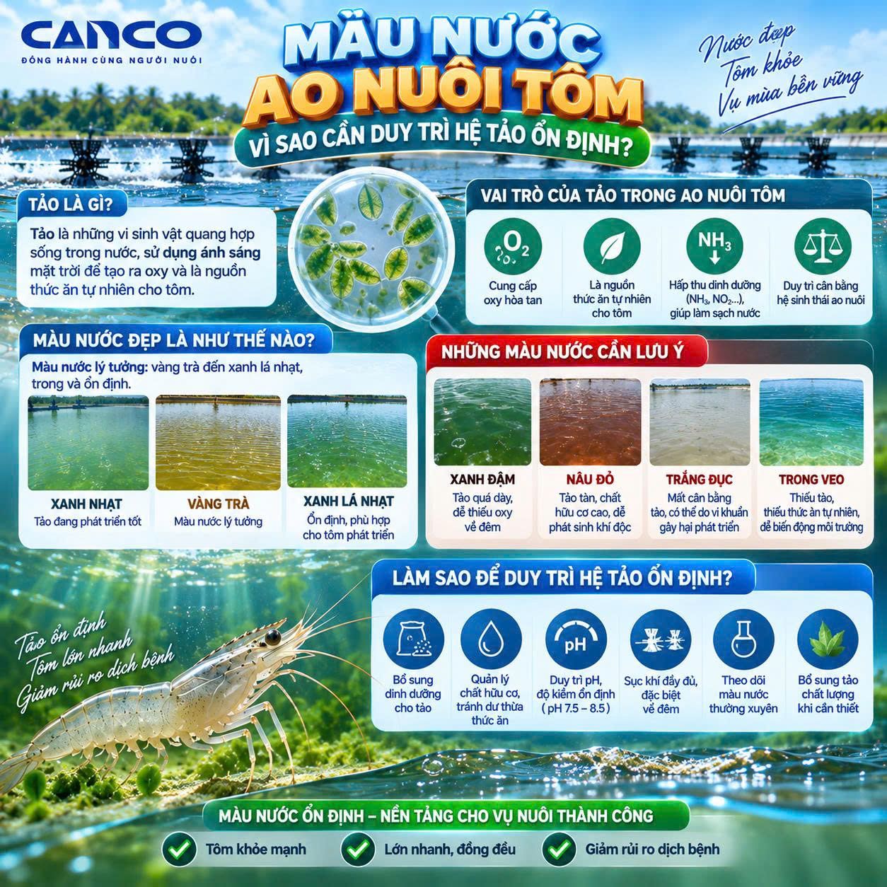 Màu nước ao nuôi tôm và hệ tảo trong ao