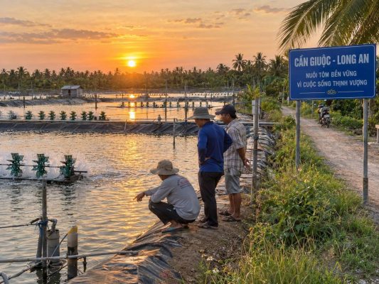 CancoBiotech đồng hành cùng người nuôi tôm tại Cần Giuộc Long An